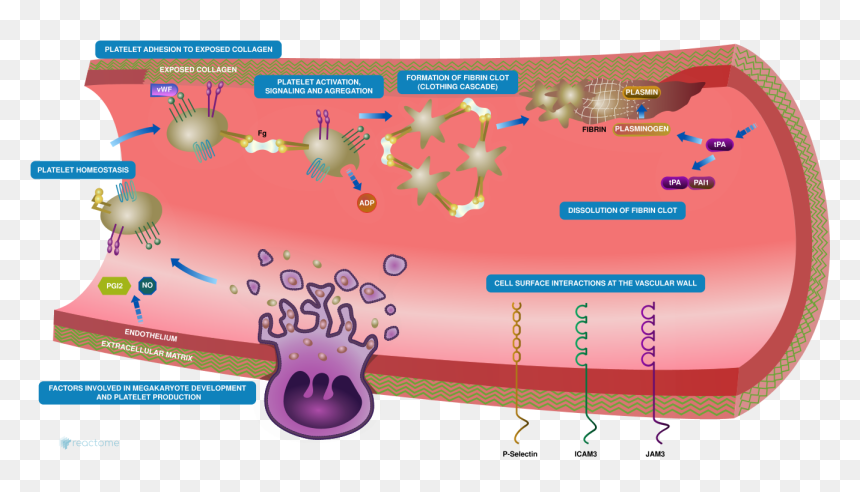 Figure - Representing Hemostasis, HD Png Download - at-at png