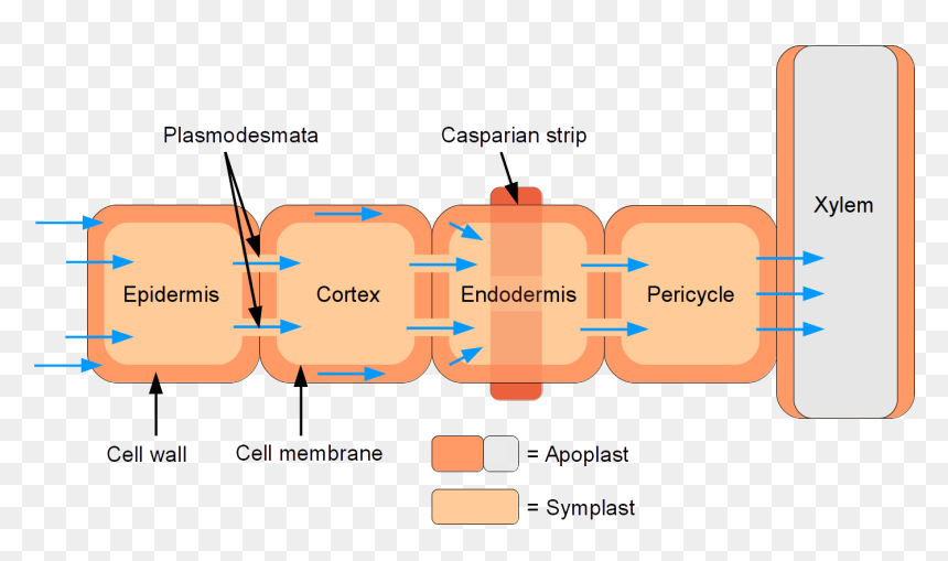 Symplastic And Apoplastic Water Flow Through Root - Water Flow Through Roots, HD Png Download - root png