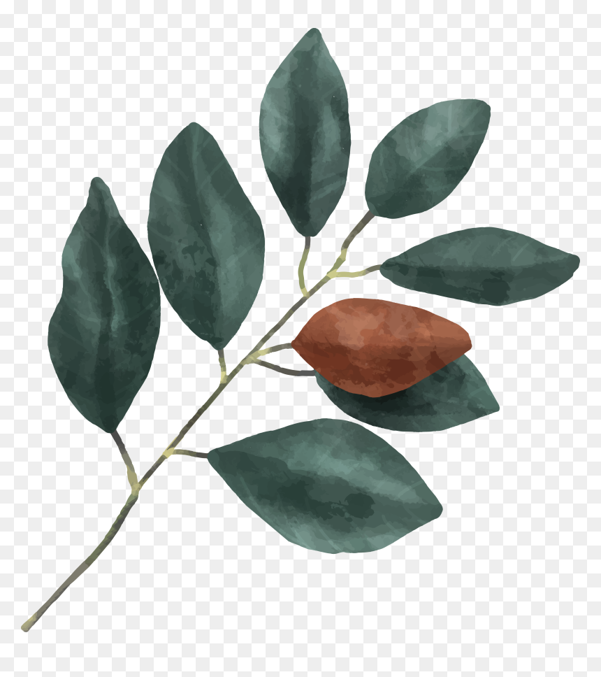Flower, HD Png Download - gon png
