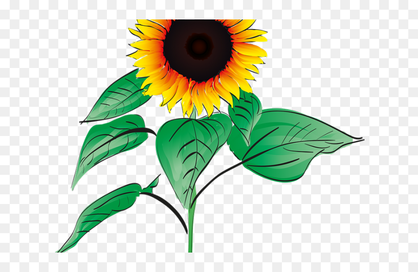 Sunflower Clipart Root - Clipart Sunflower Plant, HD Png Download - root png