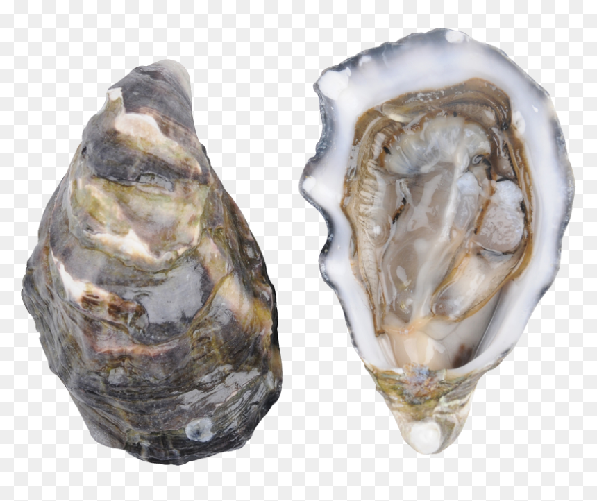 Pacific Oyster Png , Png Download - Oysters Png, Transparent Png - oysters png