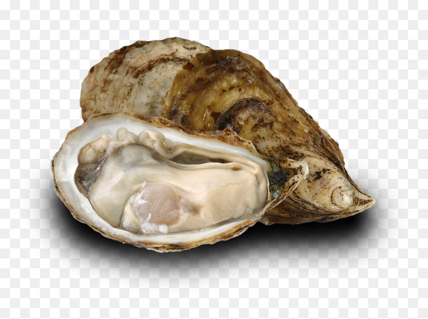 Oyster Image - Tiostrea Chilensis, HD Png Download - oysters png