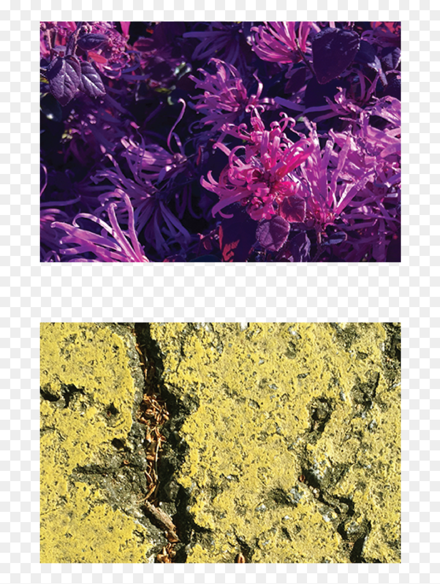 Spider Lilies Asphalt Paint Stripe - Iris, HD Png Download - paint stripe png