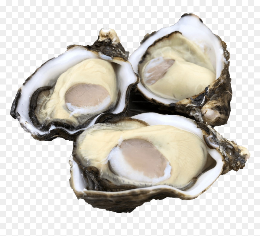 Single Seed Oysters - Oysters Png, Transparent Png - oysters png