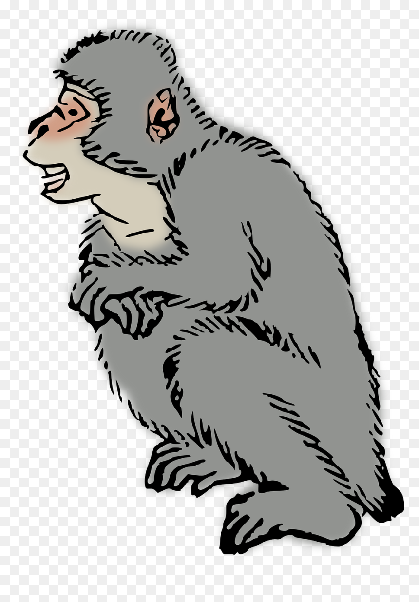 Japanese Macaque, HD Png Download - ape png