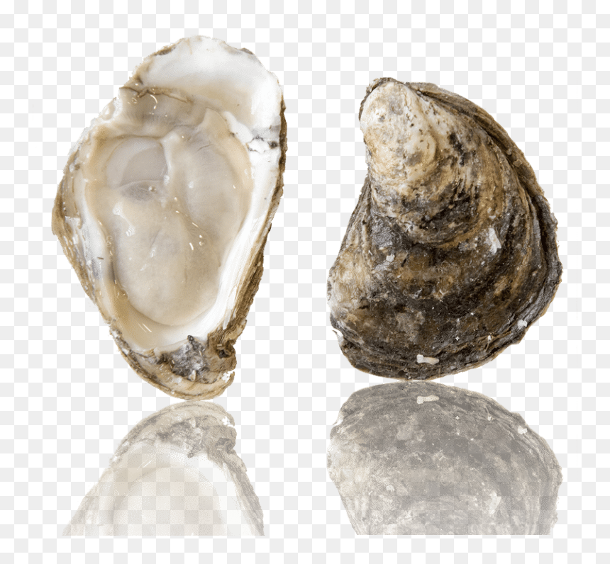 Barcat Oysters , Png Download - Barcat Oysters, Transparent Png - oysters png