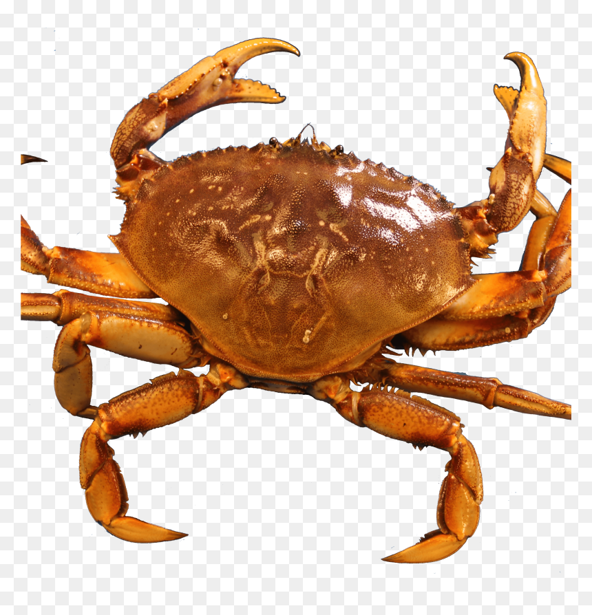 Crab - Dungeness Crab Png, Transparent Png - seafood png