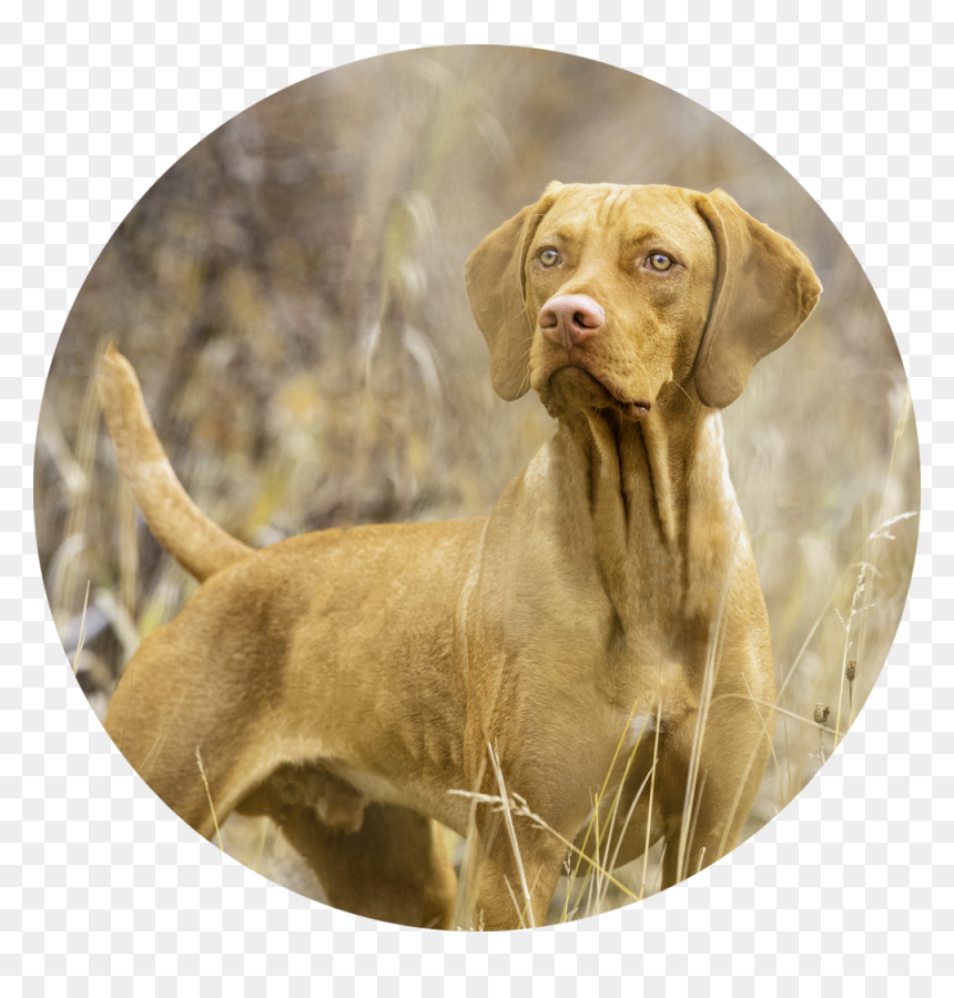 Dog 1 - Vizsla, HD Png Download - root png