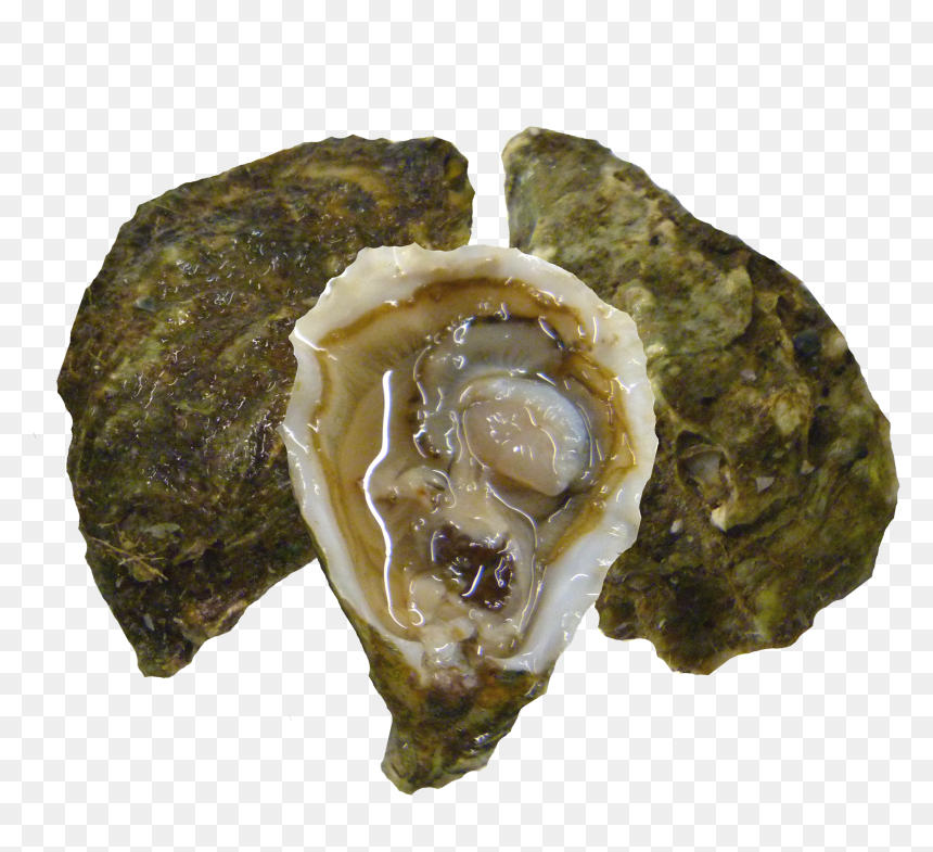 Kumiai Oysters , Png Download, Transparent Png - oysters png