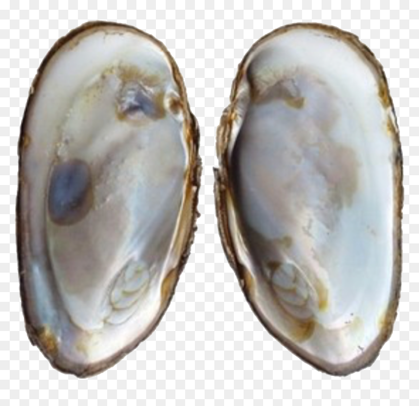 Oysters Brown Polyvore Moodboard Filler Pearl - Lining Of Oyster Shell, HD Png Download - oysters png