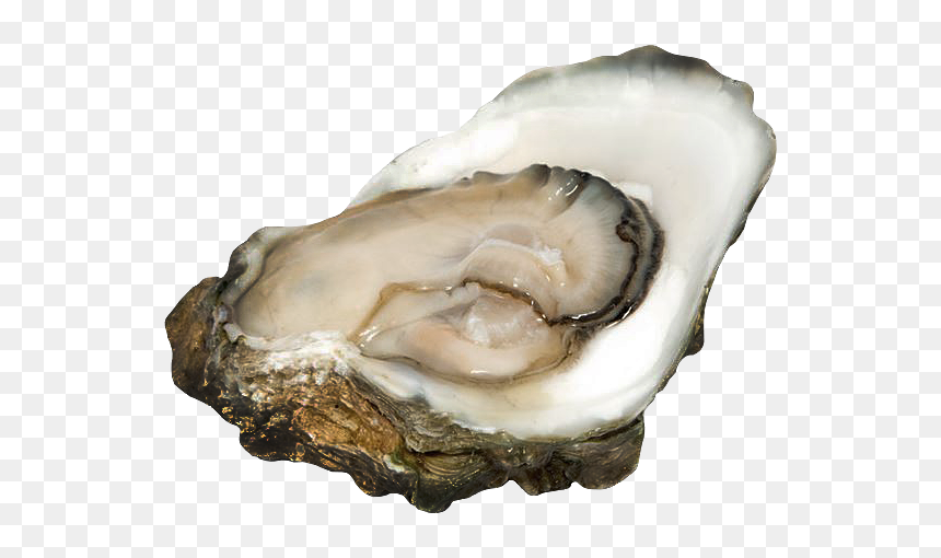 Oysters - Cassostrea Virginica - Oyster, HD Png Download - oysters png