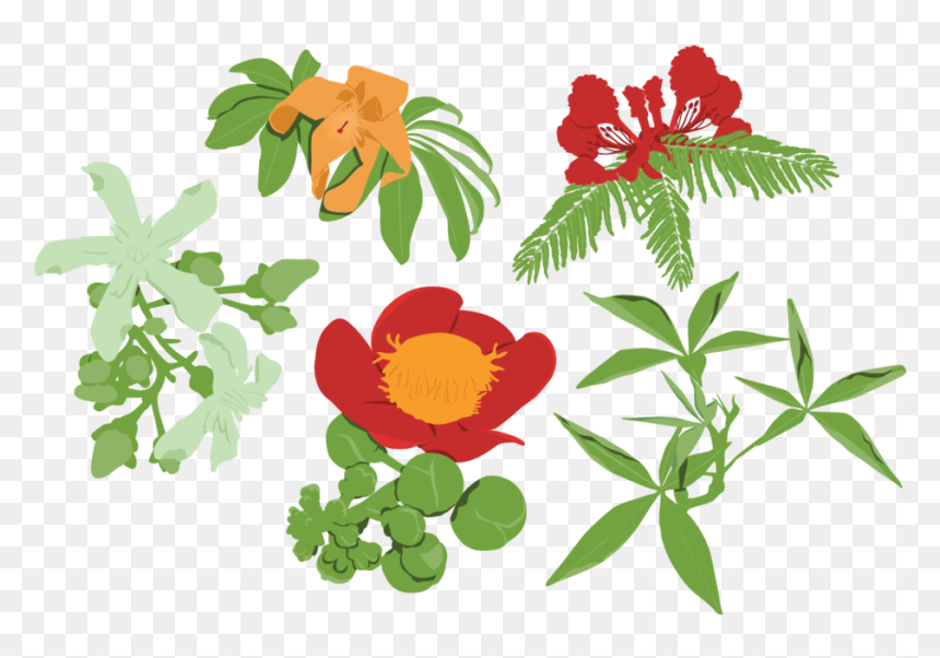 Frd Gbdbg Darwin Grown Graphics Flowers, HD Png Download - graphic design art flower png
