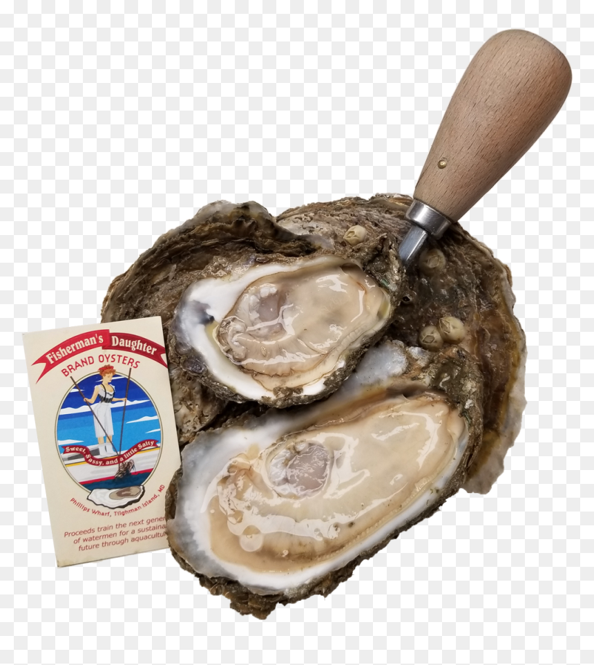 Fishermans Daughter Brand Oysters - Tiostrea Chilensis, HD Png Download - oysters png