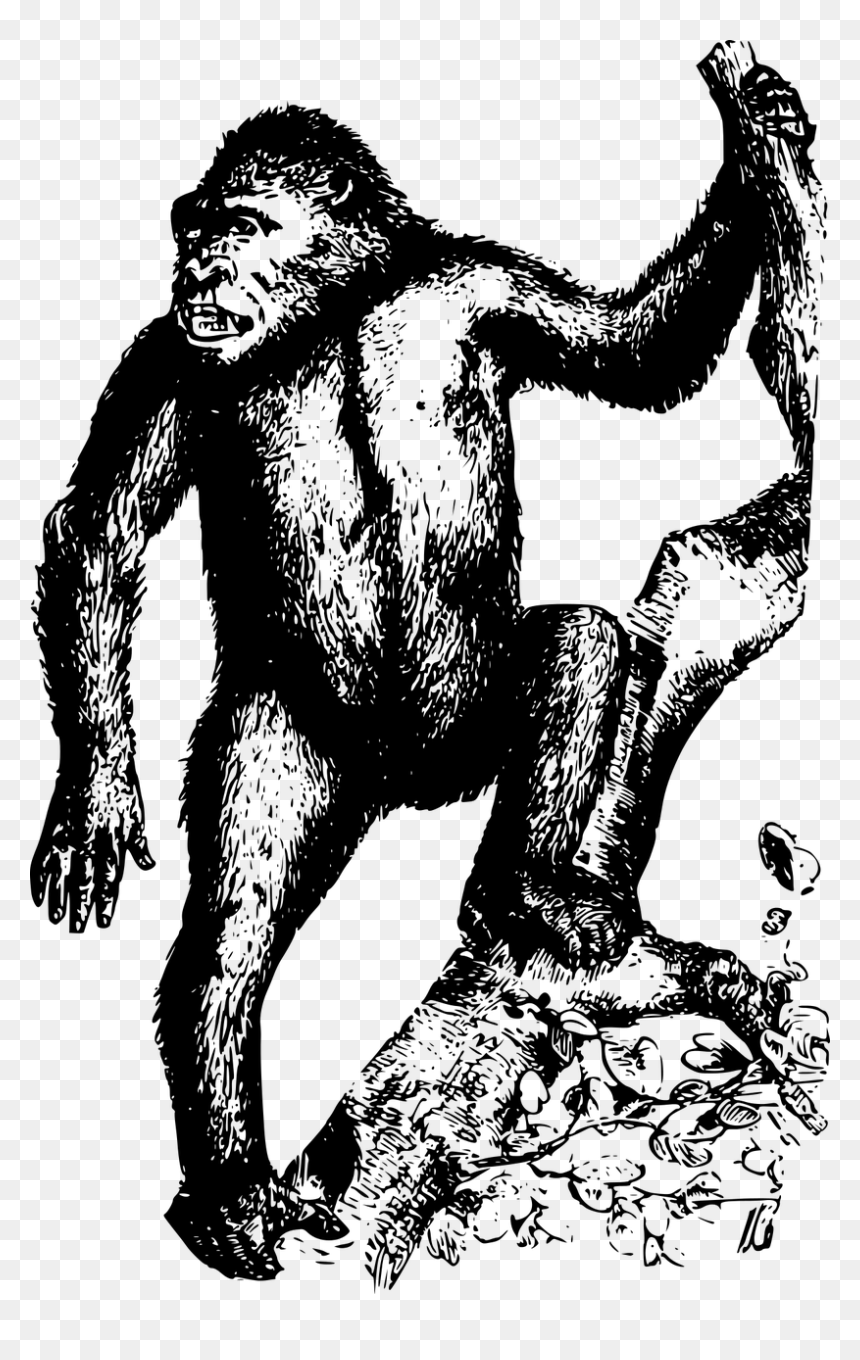 Gorillas, HD Png Download - ape png