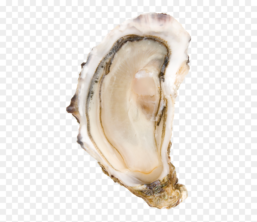 Шлакоблокунь И Его Друзья, HD Png Download - oysters png