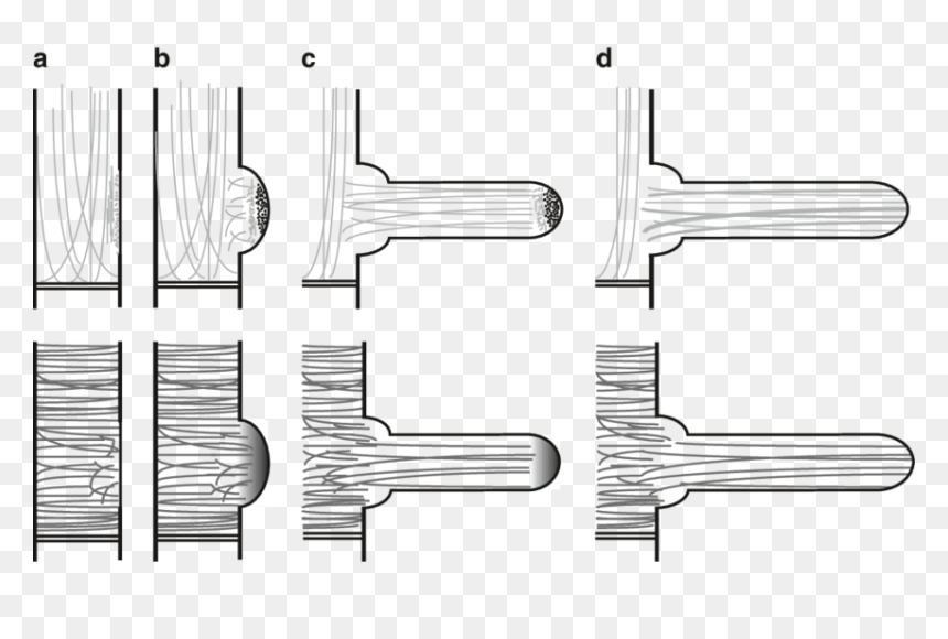Stages Of Root Hair Development, HD Png Download - root png