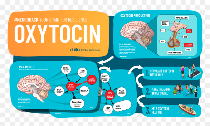 Oxytocin Benefits, HD Png Download - layers of fear png