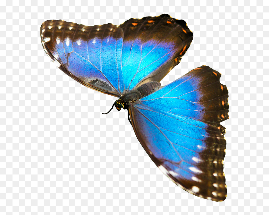 Butterfly Animals That Fly, HD Png Download - blue butterfly flying png
