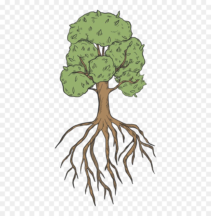 Tree With Roots Clipart - Illustration, HD Png Download - root png