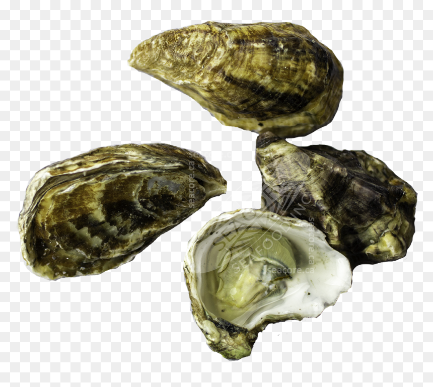 Tiostrea Chilensis, HD Png Download - oysters png