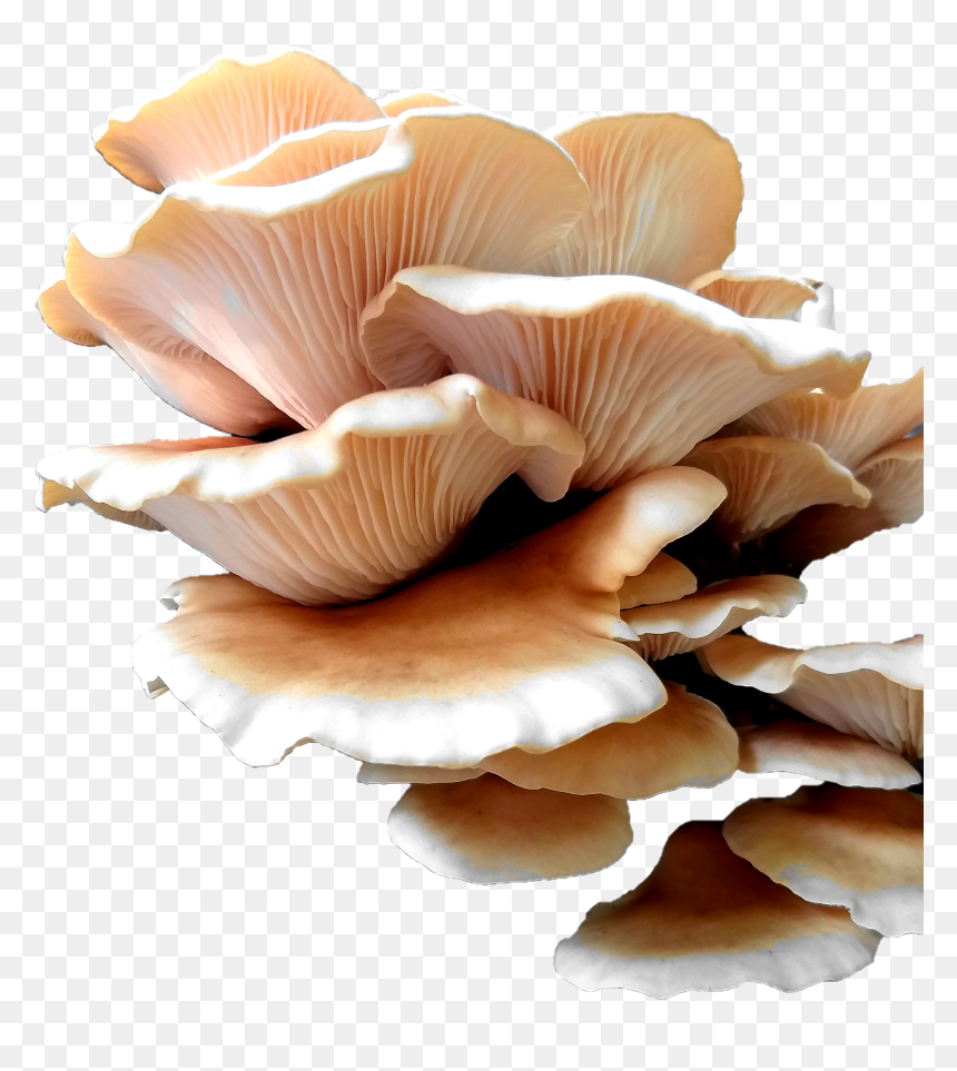 Transparent Oyster Mushroom Png, Png Download - nature wallpaper png