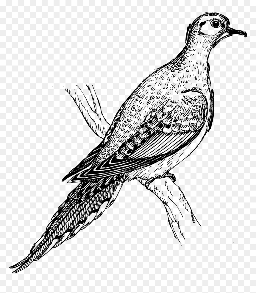 Vector Graphics,free Pictures, Free Photos, Free Images, - Mourning Dove .png, Transparent Png - pigeon vector png