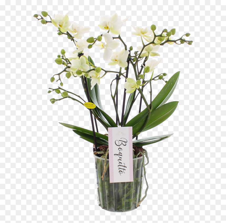 Moth Orchid, HD Png Download - boquet png