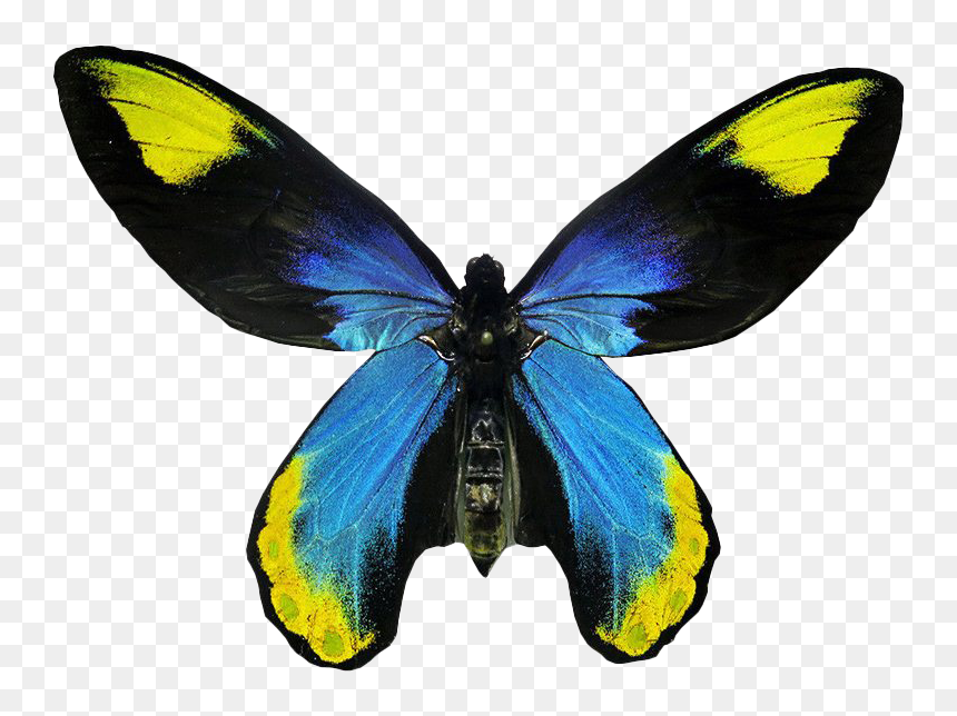 Flying Real Butterfly Png Image - Real Butterfly Transparent Background, Png Download - blue butterfly flying png