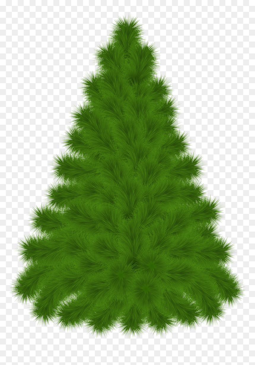 Pine Tree Clipart Png Transparent Png , Png Download - Pine, Png Download - ashoka tree png