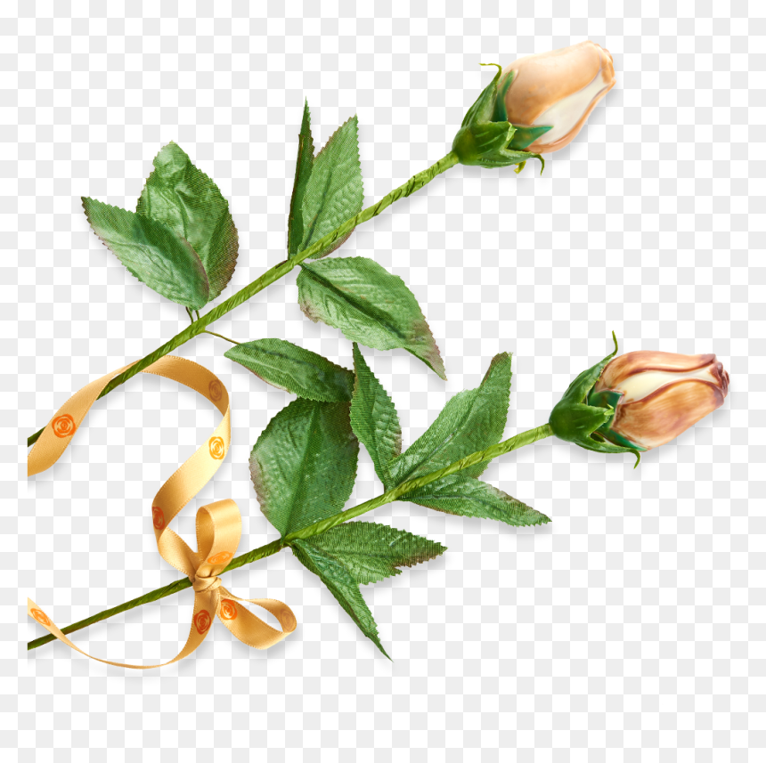 Evergreen Rose, HD Png Download - rose milk png