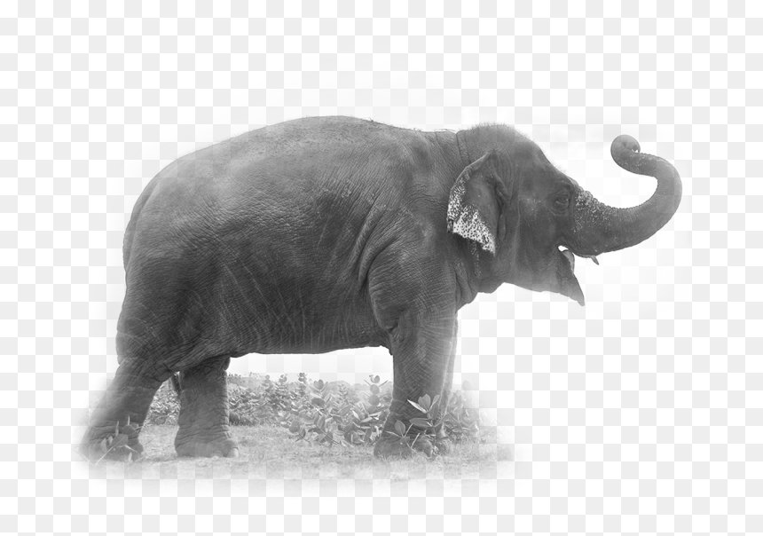 Elephants - Indian Elephant, HD Png Download - indian ambulance png