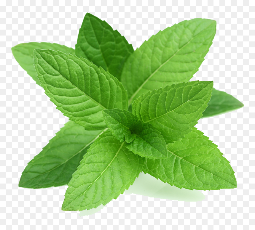 Real Leaves Transparent Png - Transparent Mint Leaves Png, Png Download - real leaves png