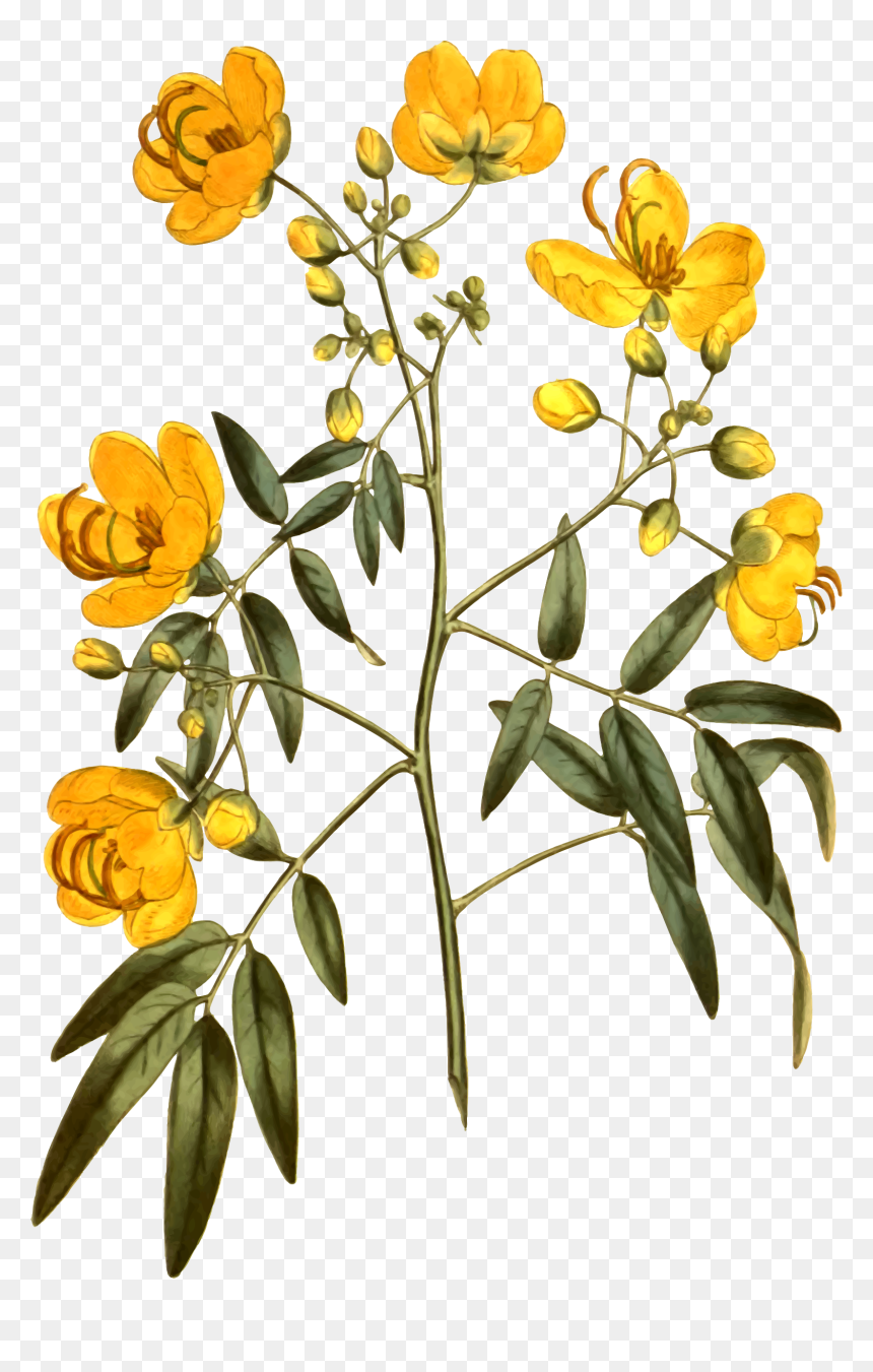 Botanical Illustration, HD Png Download - gamla flower png