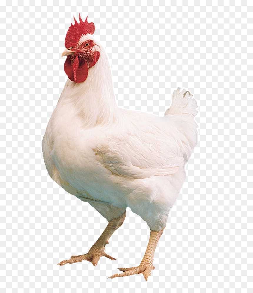 White Hen Png Photo Background, Transparent Png - white hen png