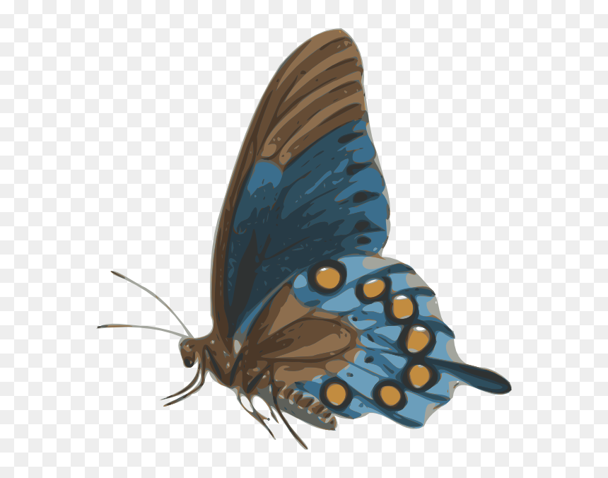 Butterfly Png From Side, Transparent Png - blue butterfly flying png