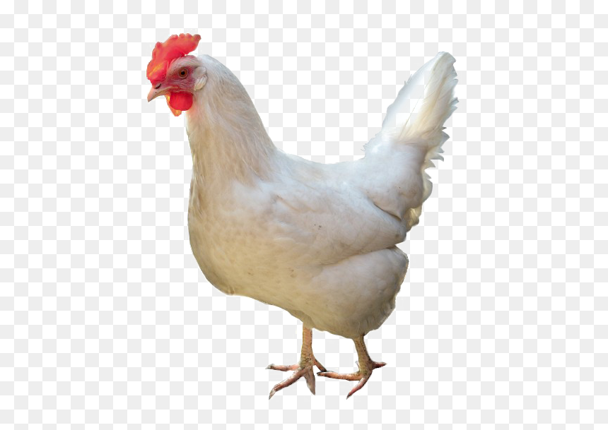 White Chicken Png High-quality Image - Chicken White Png, Transparent Png - white hen png
