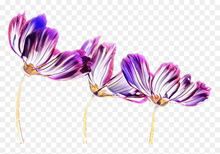 Purple Flowering Plant Plants - Flower Transparent Background Plant, HD Png Download - violet background png