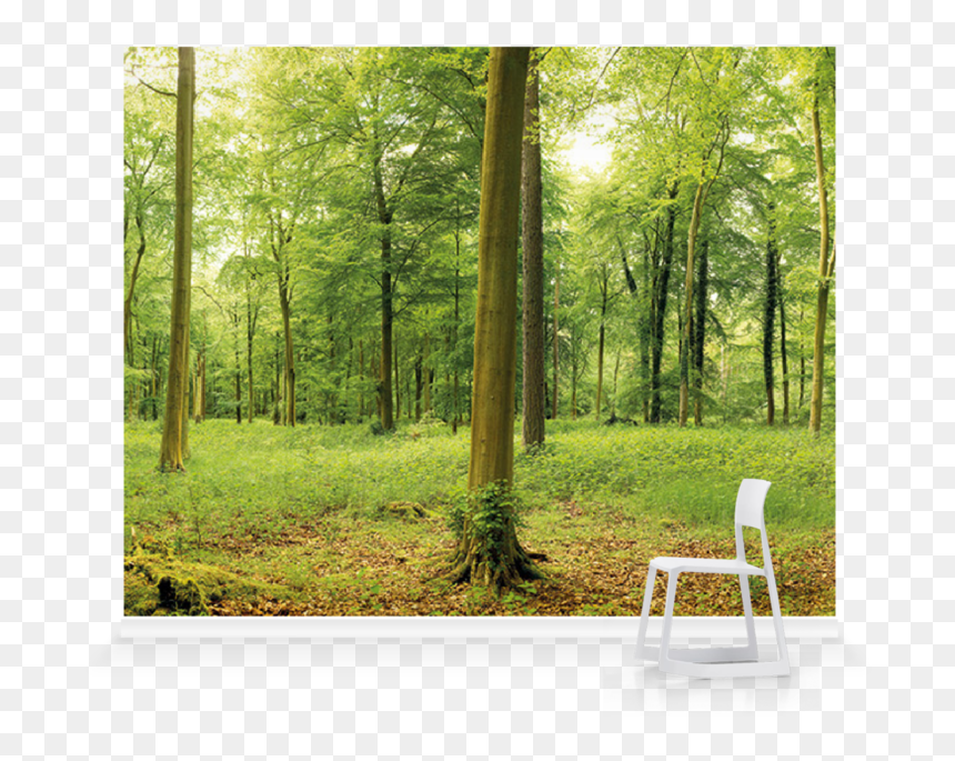 Grove, HD Png Download - nature wallpaper png
