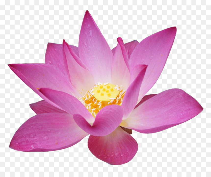 Lotus Png Images - Цветок Лотоса Png, Transparent Png - lotus png images