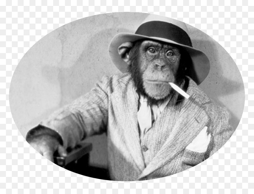 Monkeyartboard 1@300x, Hd Png Download - Apes, Transparent Png - indian monkey png