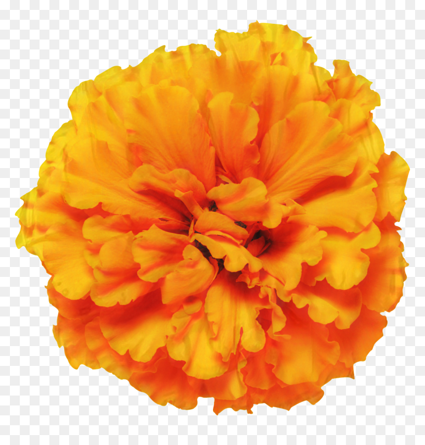 Mexican Marigold Glebionis Segetum Pot Marigold Flower - Mexican Marigold Flower Png, Transparent Png - marigold garland png