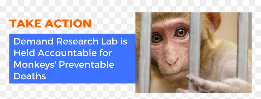 Rhesus Macaque, HD Png Download - indian monkey png