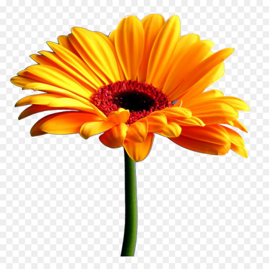 Yellow Gerbera Png Transparent Image - Quotes Thank You Husband, Png Download - marigold garland png