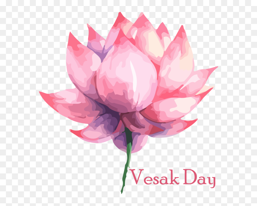 Transparent Vesak Lotus Family Sacred Lotus Lotus For - Vesak Day Png, Png Download - lotus png images