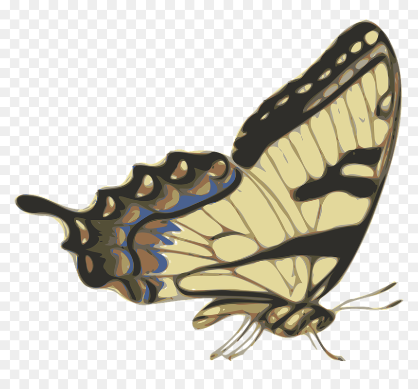 Thumb Image - Drawings Of Butterfly Side View, HD Png Download - kumbam png