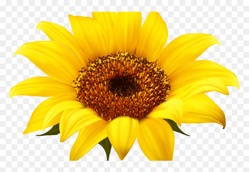 Sunflower Png, Png Download - Clear Background Sunflower Png, Transparent Png - marigold garland png