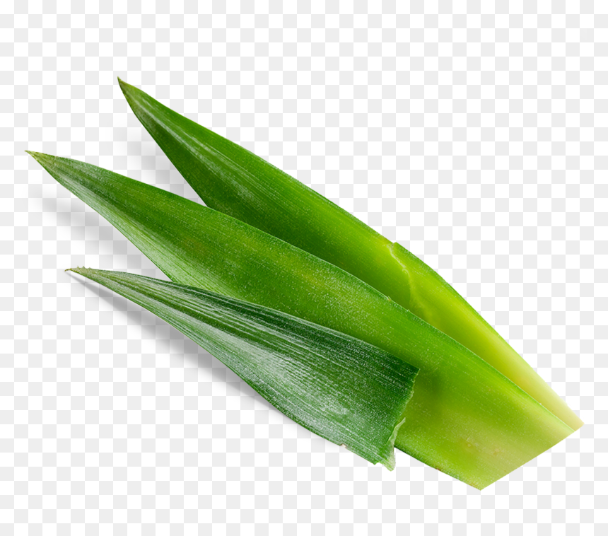 Houseplant, HD Png Download - real leaves png