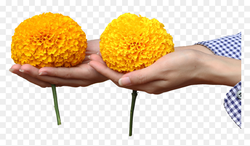 Banner-4 - Tansy, HD Png Download - marigold garland png