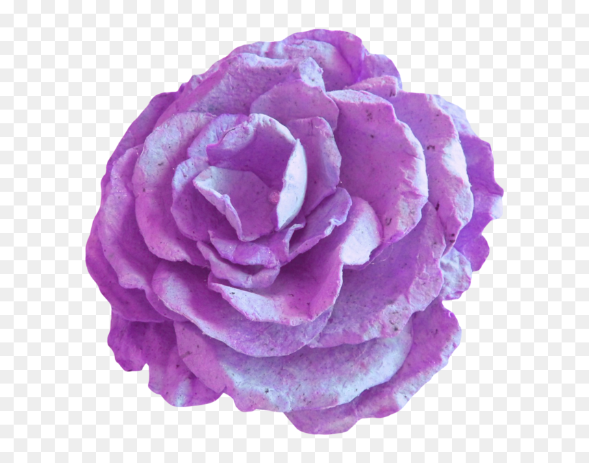 Garden Roses, HD Png Download - gamla flower png