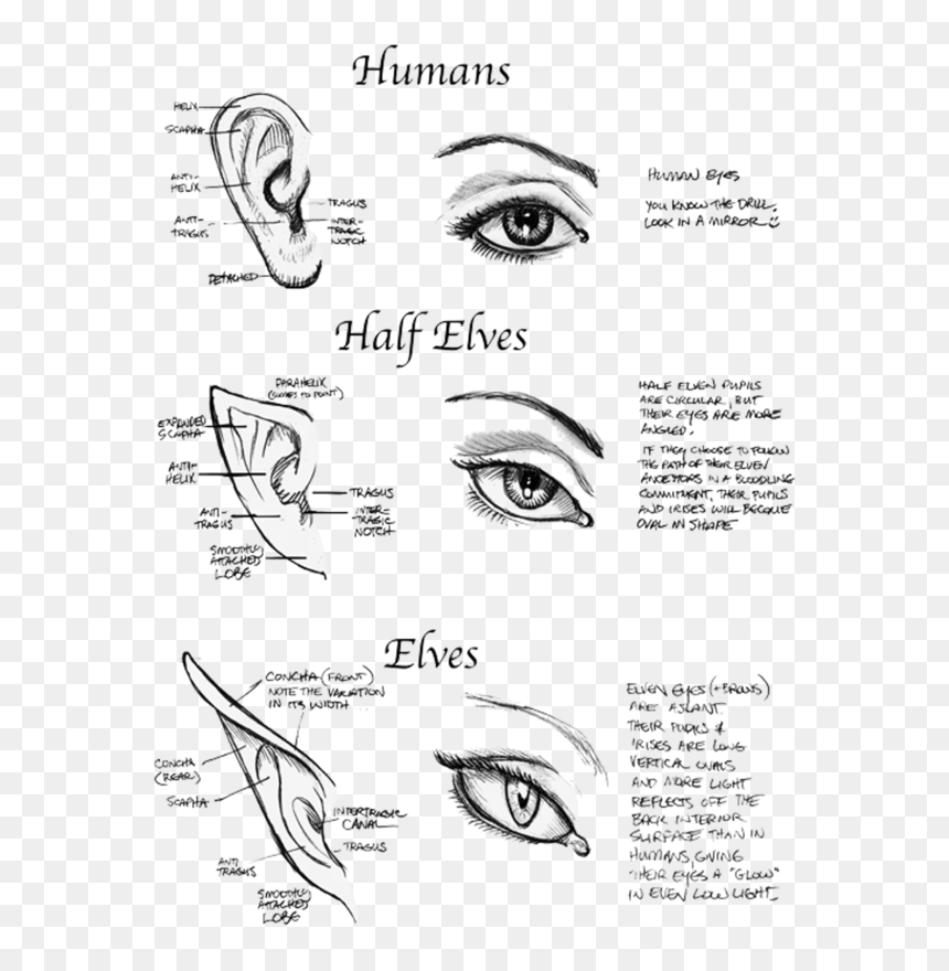 Art, Beautiful, And Elf Image - Half Elf Half Human, HD Png Download - beautiful eye png